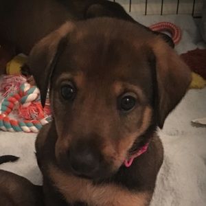 Meet your Posher, Susan